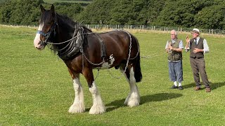 Shire Horse Experience Days 2022