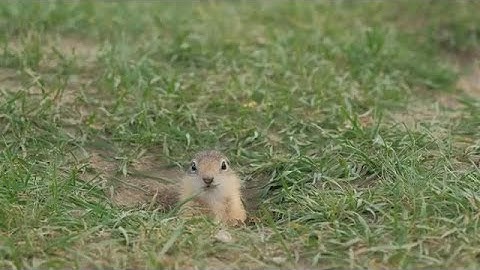 Gopher Crawling Out Of Hole Stock Video