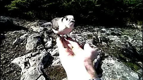 Whiskey Jack eats seeds from my hand