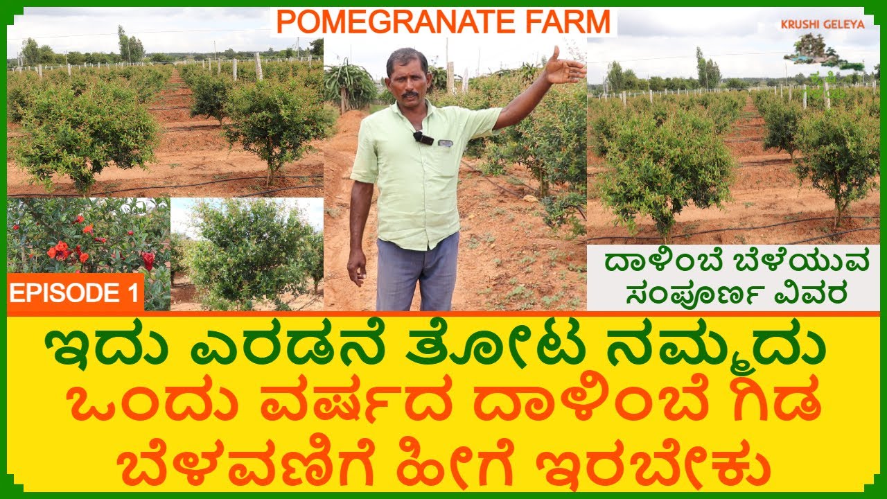 ದಾಳಿಂಬೆ ಬೆಳೆಯುವ ವಿಧಾನ ಹಾಗು ಗಿಡಗಳ ಹಾರೈಕೆ ಹೇಗಿರಬೇಕು | Pomegranate Farming | ಮೊದಲ ವರ್ಷ 1 ಗಿಡ 70 ಹಣ್ಣು