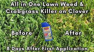 8 days after using Bioadvanced Lawn Weed & Crabgrass Killer (vs Spectricide)