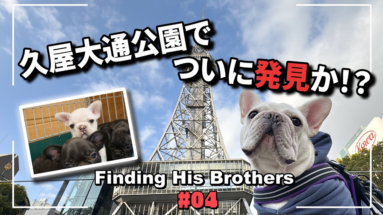 #04 【フレンチブルドッグうに太の兄弟探し】　久屋大通公園でついに発見！？