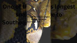Reticulated Python: World's Longest Snake, Native to Southeast Asia, Capable of Consuming Large Prey