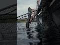 Unexpectedly Catching a Musky While Fly Fishing