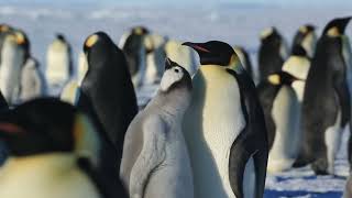 Nature Animal Sounds  Baby Emperor Penguin Chick Chirping