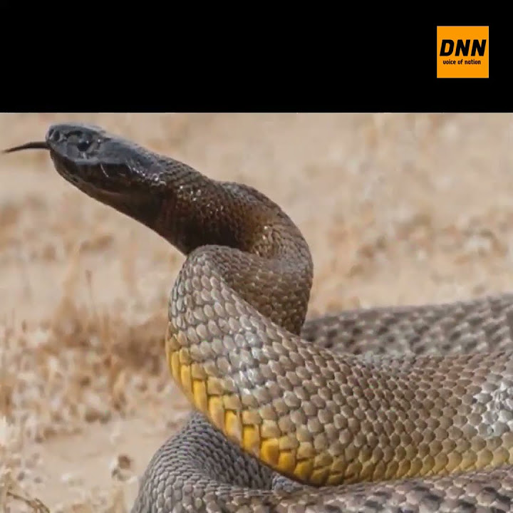 Inland Taipan is the world