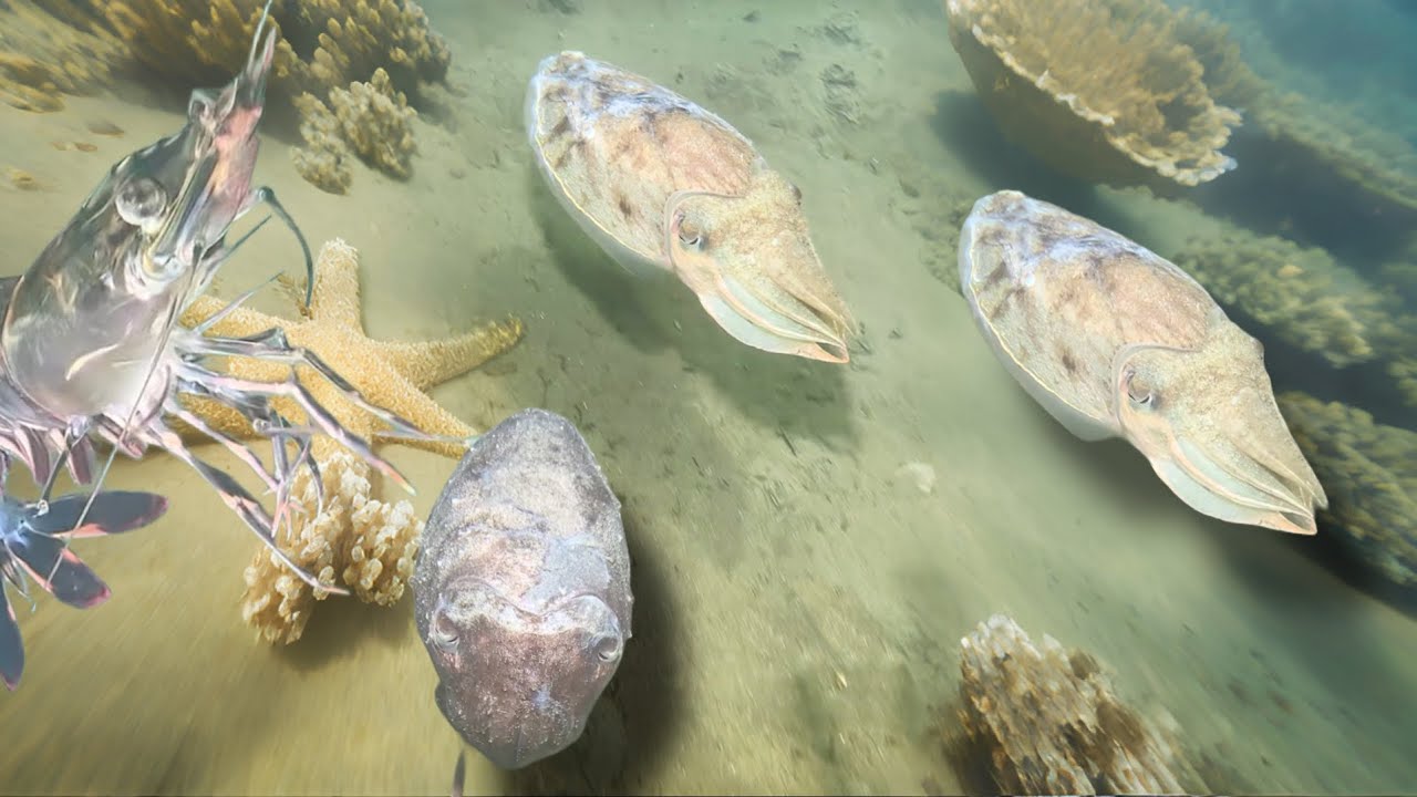 Diving to catch crabs, shrimp, seafood, squid, octopus - Vlog to relax under the sea January 17