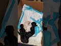 'Golden Retriever Dad's Reaction To Who The Pups Belong To? You Won't Believe It!'