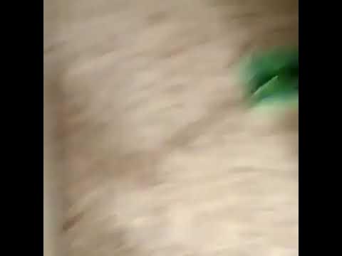 ШВАБРА ГРИНВЕЙ / КАК БЫСТРО УБРАТЬ ШЕРСТЬ ЖИВОТНЫХ / GREENWAY - YouTube