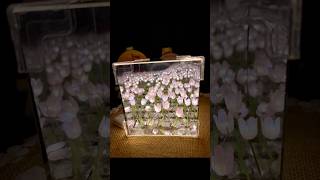 How to assemble cube tulip night lamp#highlights #diy #tuliplamp #meeshofinds #viral#shorts#trending