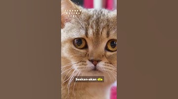 kisah miko si kucing penyelamatan