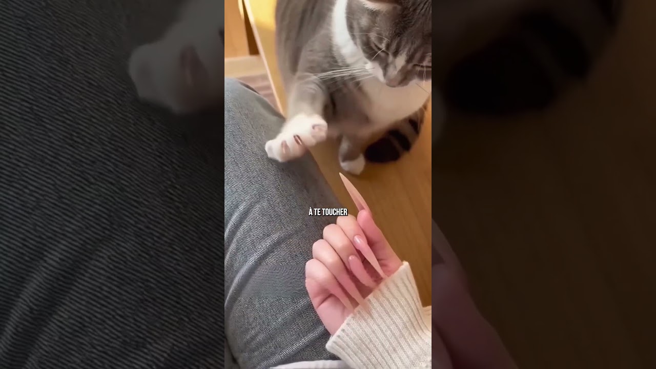 😳 La réaction des chats aux faux ongles…