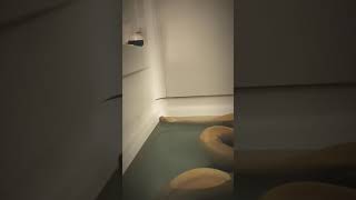 Bathing With Banana Python Snake