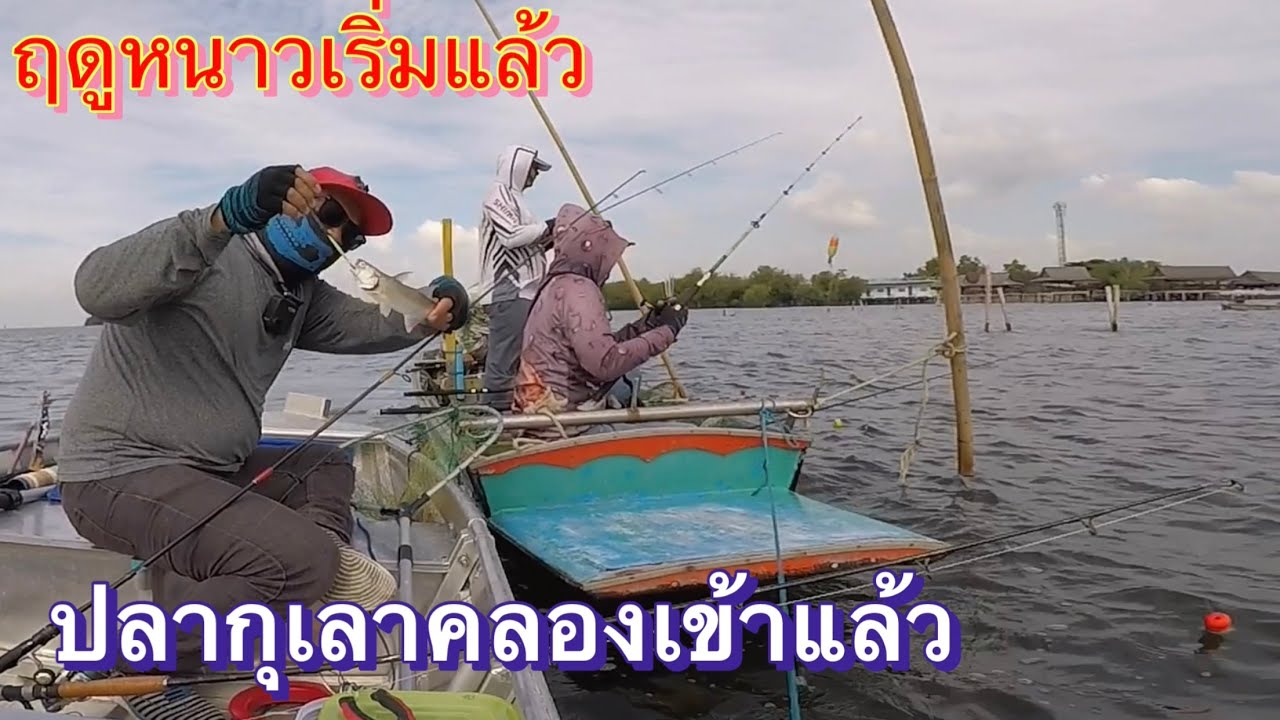 ปลากุเลา ฤดูหนาวมาแล้วจ้า คลองพันท้าย