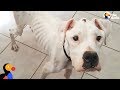 Sick Stray Dog Transformed by Incredible Couple | The Dodo