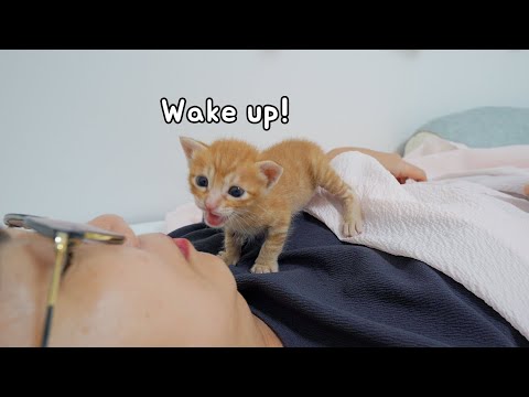 A baby kitten <strong>wakes</strong> you up In a lovely way every morning