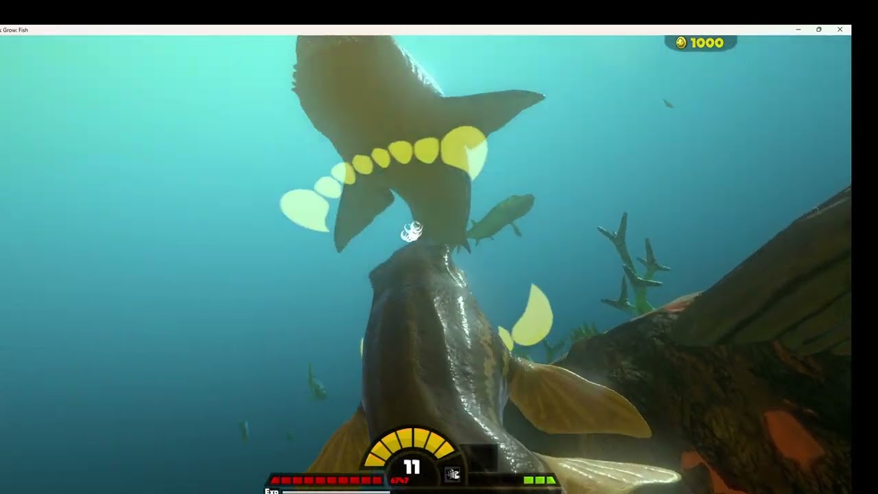 Feed N Grow fish  Prognathodon is so cool!!