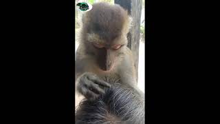 monyet cari kutu  manusia short.
