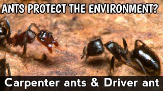 Carpenter ants & Driver ant | Let's find out about their specialties | D Relaxing Nature