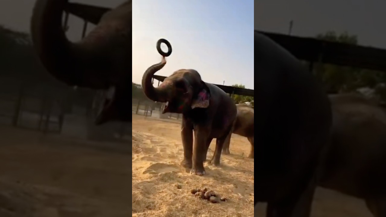 🐘 Elephant Masti | Fun Park Adventures 🎉✨#elephant #shortvideo