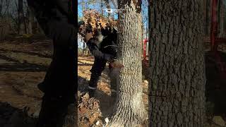 Using my smallest saw #micro #tools #chainsaw #echo