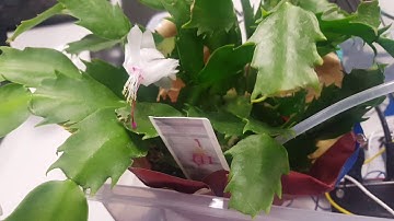 CPE 185/ EEE 174 Final Project Miniature Greenhouse