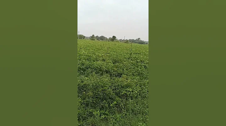 #funny #farmeed #comedy #agriculture #farming #shortvideo #village #khedut .#comedy