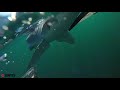 Incredible video shows blue sharks swimming off the UK's coast — and nibbling the camera