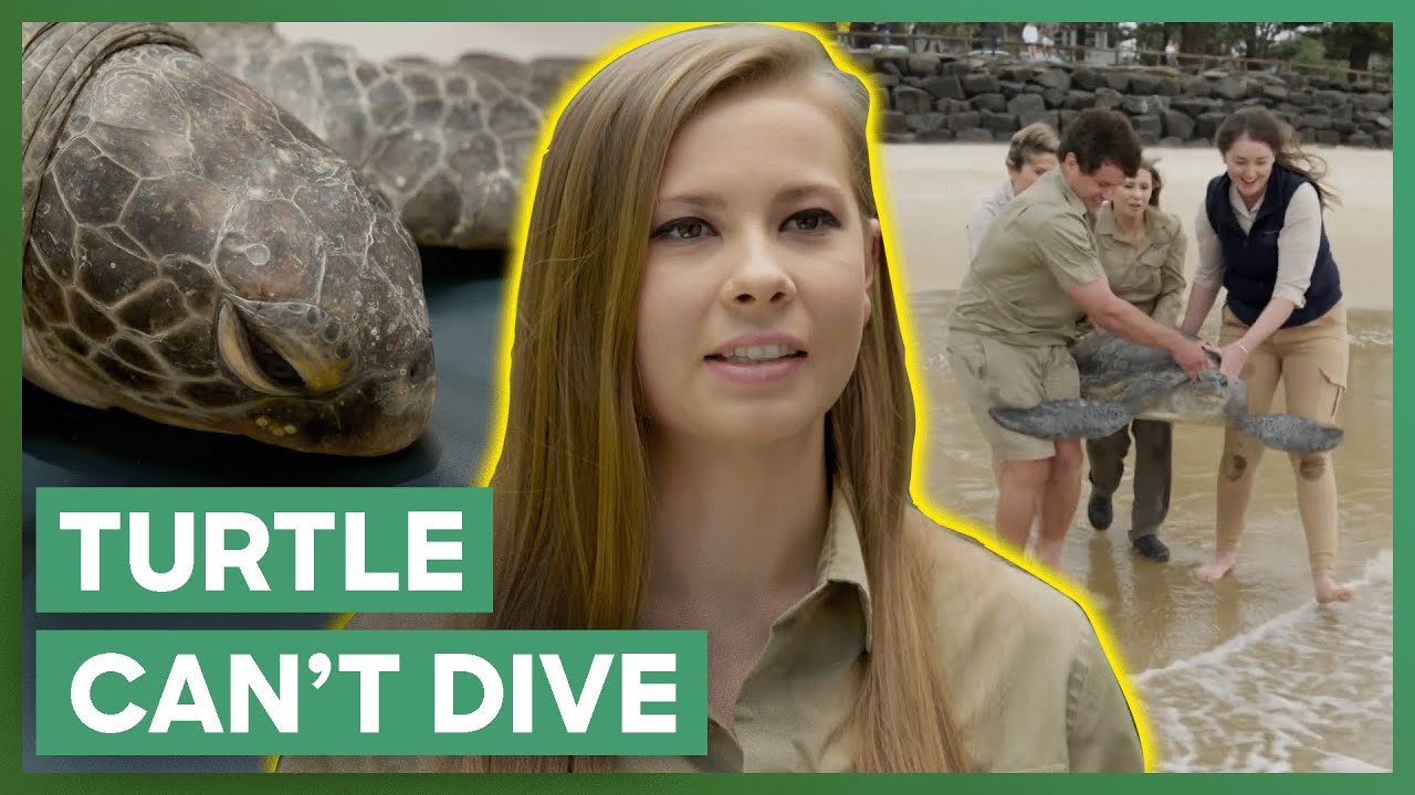 Irwins Rescue A Turtle Stuck Floating On The Water Due To A Parasite | Crikey! It's The Irwins