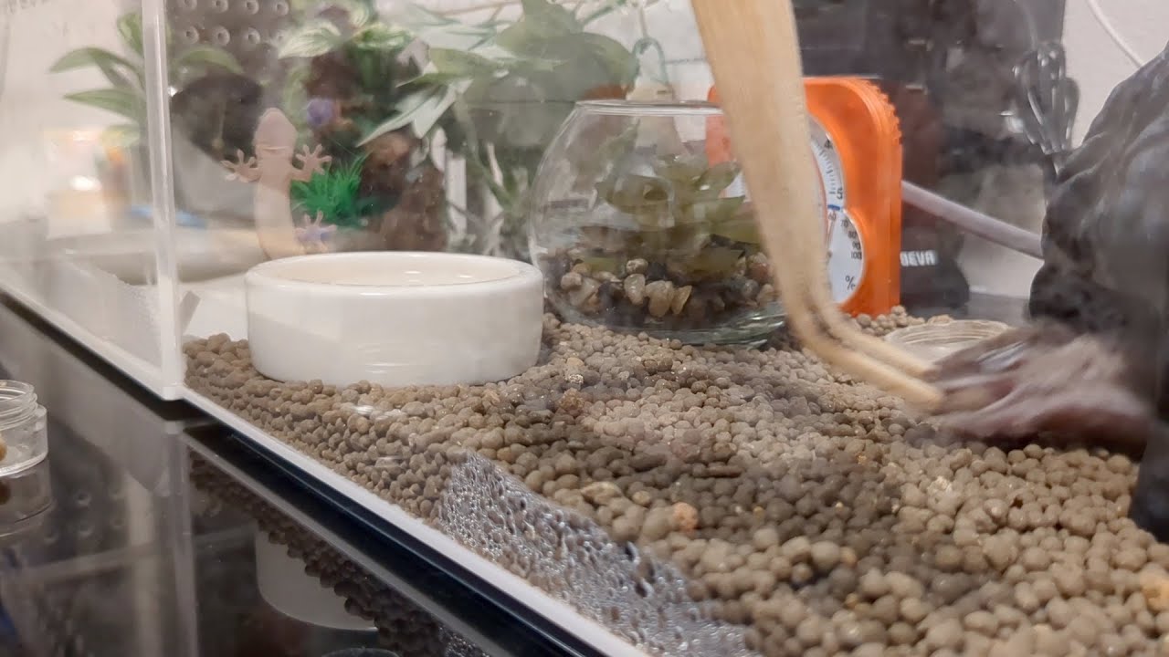 餌をゆっくり食べるヤモリと、それを眺める餌が待ちきれないヤモリの図です【Feeding Time For My Geckos】【#ニシアフリカ ...