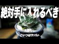 【絶対に買え】今このアガベを持ってない人はマジでヤバい…[アガベ][塊根植物][観葉植物]