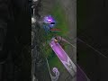 AS PROFUNDEZAS DO LOL...? #fy #leagueoflegends #wildrift #SummerOfGoals - [EP3306]