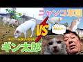 【日常バトル】ギン太郎 vs ニャンコ軍団