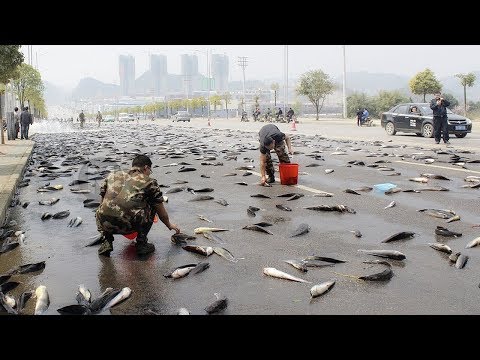 Video: It Rained Fish In Iran - Alternative View