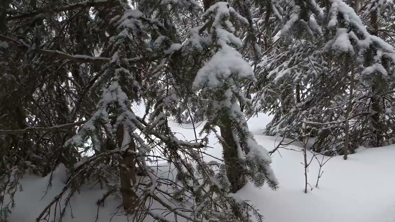 Winter or Spring? It’s holding on!