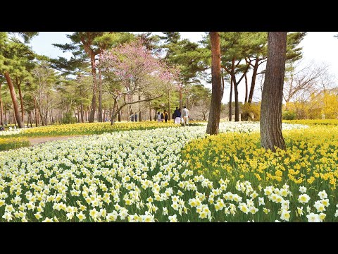 【ひたち海浜公園】スイセン （2019年撮影）［4K］｜Narcissus 2019［4K］