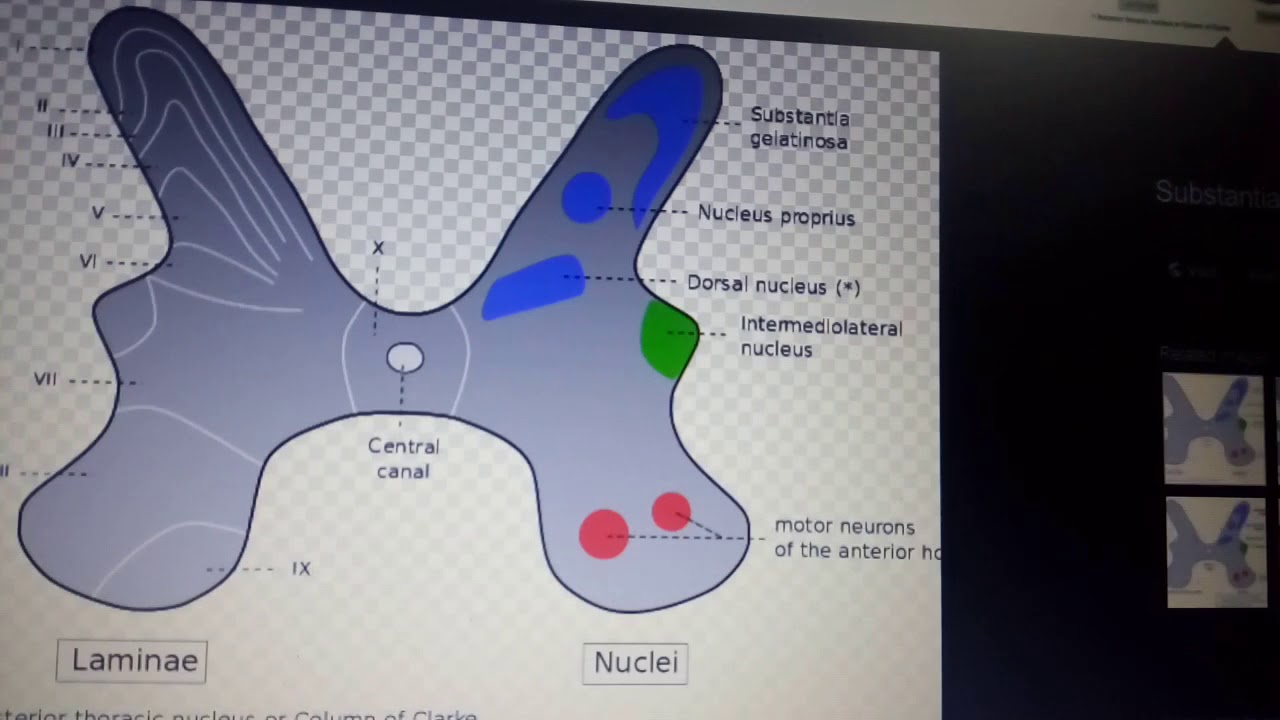 SPINAL CORD GRAY AND WHITE MATTER complete descripton 2 - YouTube