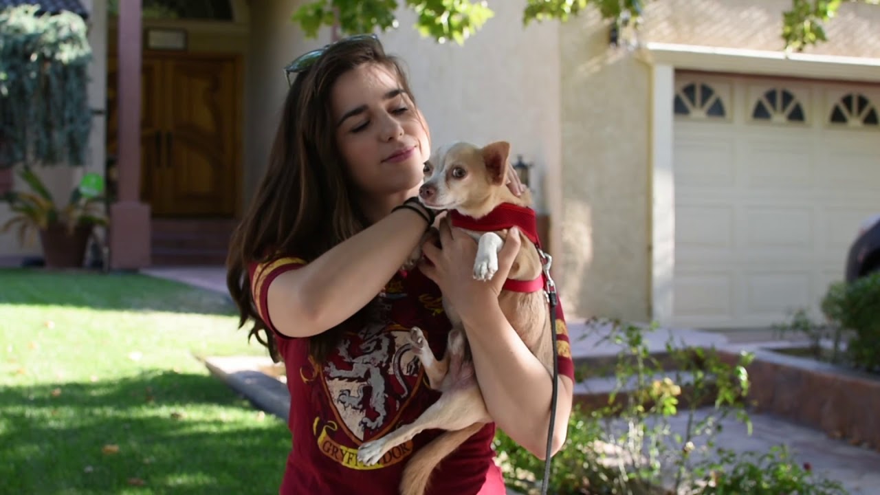 Dog Painting: The Story of Stevie's Splendid Beast Oil Painting