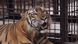 Searching for the Endangered Episode Four: Saving the Sumatran Tiger | LX News