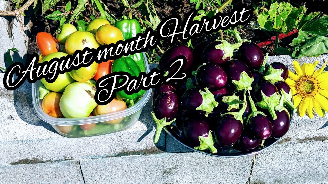 August month Harvest part 2