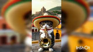 Funny Cat Cat Funny Hq Funny Hq And