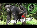 Baby Chimp Rides on Mother Chimpanzee's Back | Zeezee and Stevie Chester Zoo