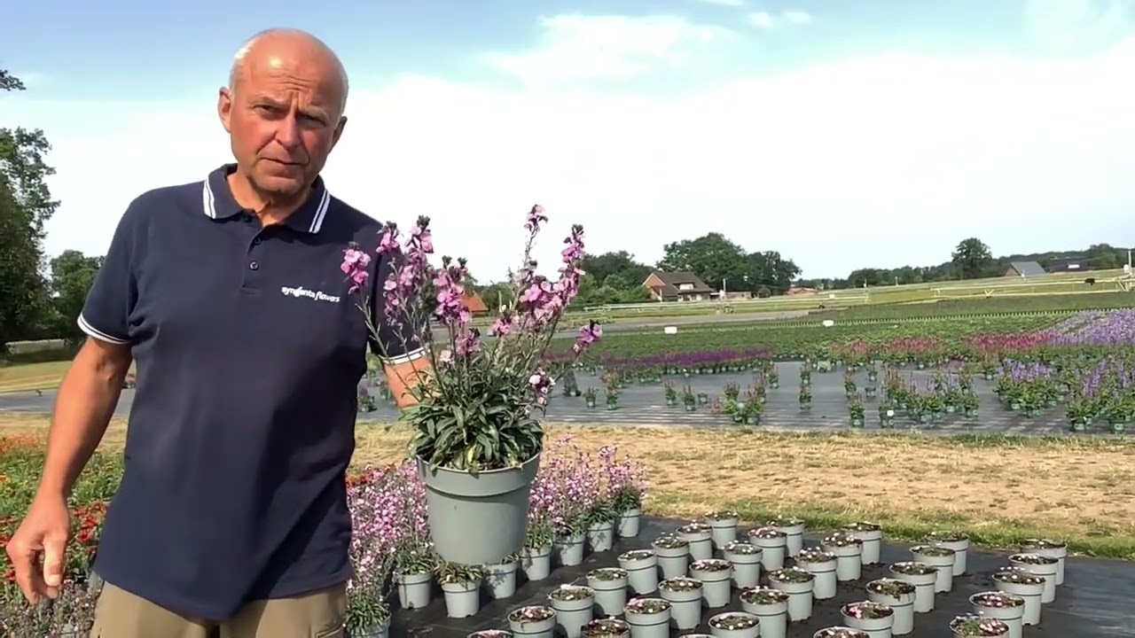 Erysimum linifolium Super Bowl Mauve