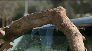 Geico  Tree Limb 2009 Usa