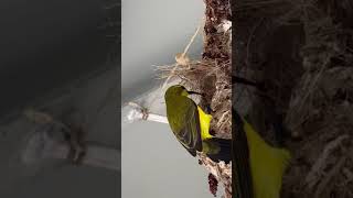 Olive-backed sunbird feeding baby & removing babies poop