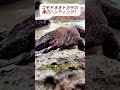 コモドオオトカゲの海辺ハンティング! #コモドオオトカゲ #海辺 #狩り #生物観察 #自然
