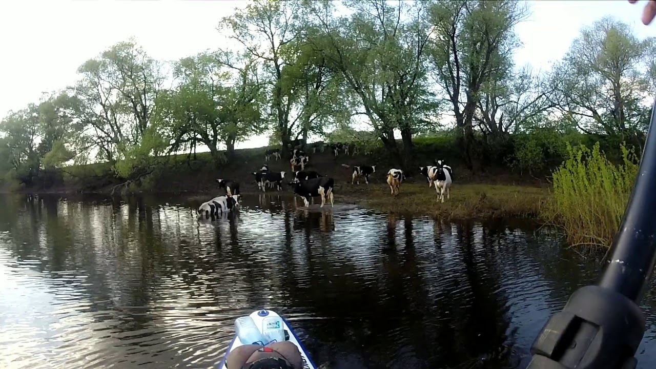 Sup Surfing Рязань, Встань и Греби, Stand up paddle Russia