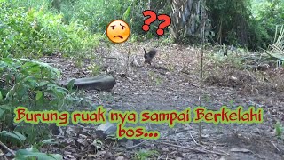 SAMPAI BERKELAHI BURUNG RUAK RUAK NYA || JERAT BURUNG RUAK RUAK PAKAI MP3 #eps 005