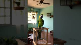 Con Vẹt Đáng Ghét #video #funny #gametivi screenshot 3