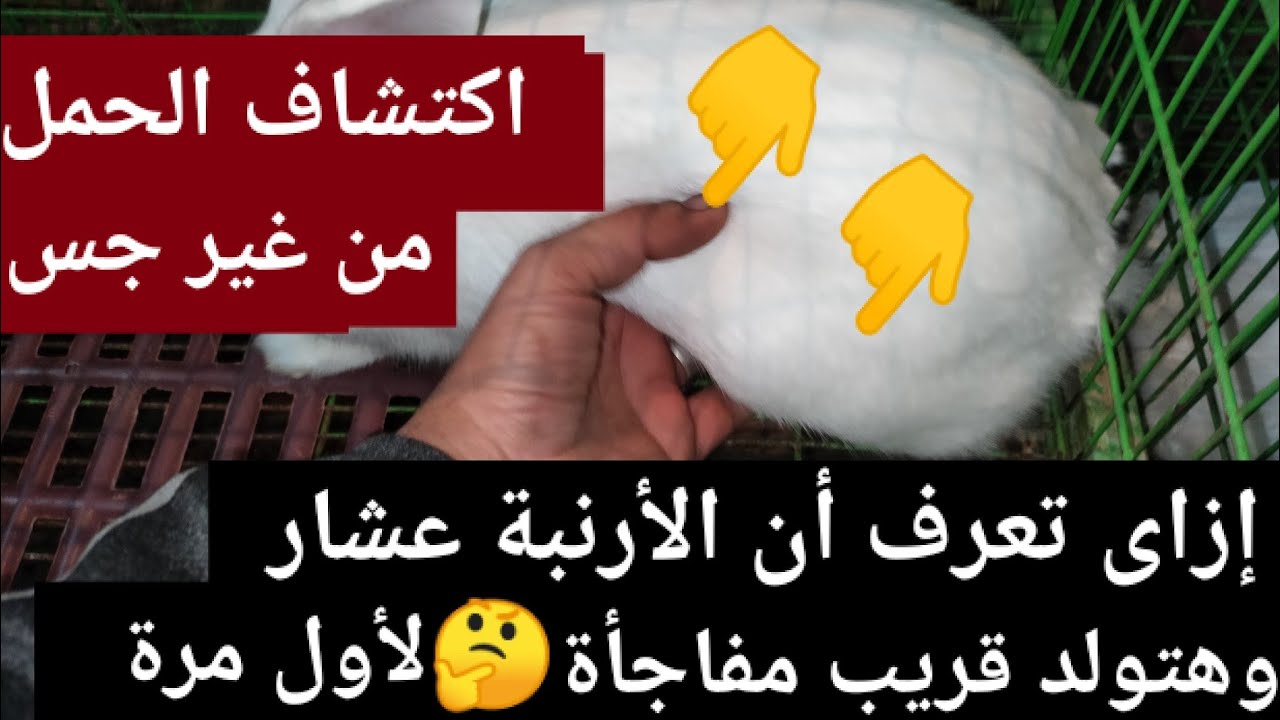 إزاى تعرف أن الأرنبة عشار وهتولد قريب من غير جس مجرد ما تشوفها هتكتشف الحمل فوراً 🤔👍